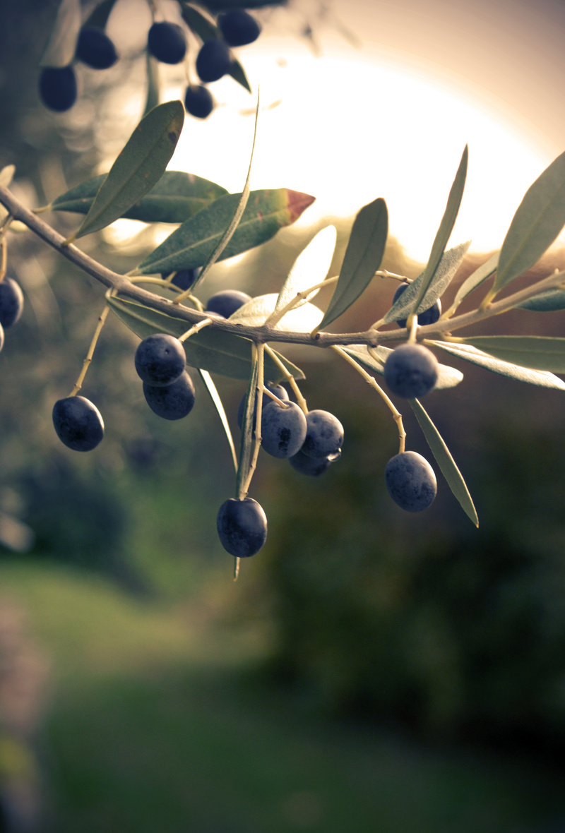 Olives_by_js_sj